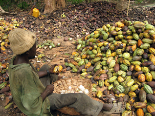 カカオの実をナタで割って中の豆を取り出す作業