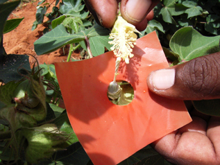 コットンのめしべに受粉させる作業