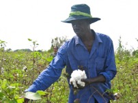 ウガンダのコットン畑で働く男性