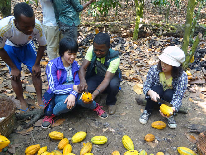 日本の高校生・大学生がカカオ生産地を訪問 カカオ農園でカカオの収穫作業を体験させてもらいました