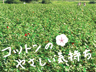 「コットンのやさしい気持ち」プロジェクト 「コットンのやさしい気持ち」プロジェクト