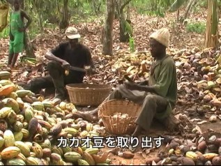 DVD「おいしいチョコレートの真実」チャプター2 「カカオ生産の様子」収穫作業の様子、子どもが行う作業