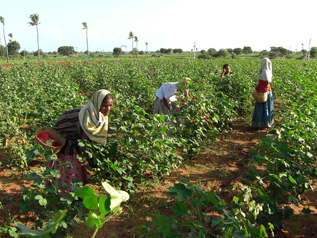 炎天下の中一日中働いている子どもの7～8割が女の子