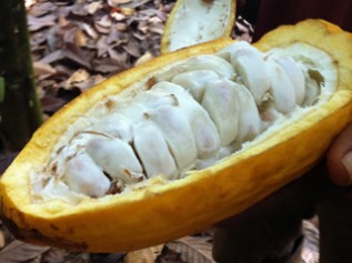 カカオポッド（実）を割ると中には果肉につつまれたカカオの豆が