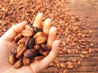 チョコレートの原料、カカオ豆 カカオ豆