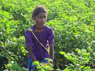 コットン畑で働くスワティちゃん