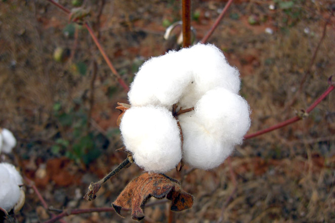 村で栽培されているコットン