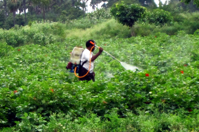 コットン畑に大量の農薬を散布する作業風景