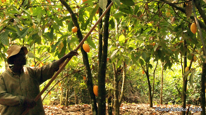 長い棒の先にカマをつけて高いところのカカオの実を落とす作業