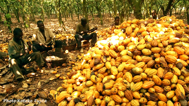 カカオの実を一ヶ所にあつめ、ナタで中身を取り出す作業