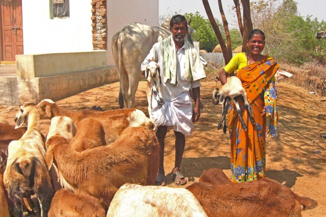 ヤギや牛を飼うようになったデヴァンナさん(左)とパドママさん(右)