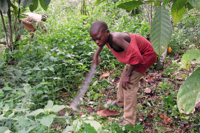ガーナ・カカオ農園での児童労働