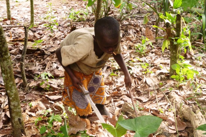 カカオ畑で働いていたころのサリーさん