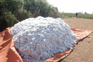 ace_style_ver2_14 収穫されたコットンと、コットンを収穫する様子