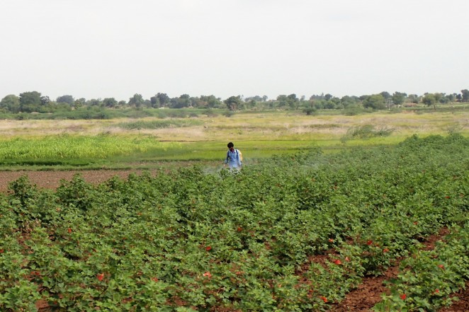 必要な装備を身につけずに、農薬をスプレーでまくコットン農家