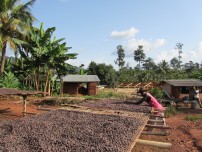 カカオの生産地