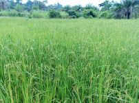 栽培されている稲