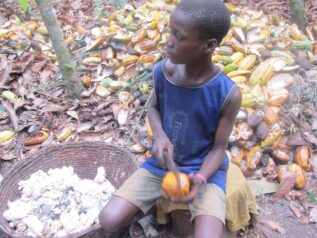 IMG_0364 カカオの実をナタで割る作業